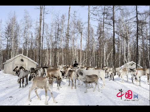 “鄂溫克”是民族自稱,，意為“住在大山林中的人們”,，人口少而分布廣,。走進(jìn)大森林的這部分鄂溫克人被稱為“雅庫特”，或者使鹿鄂溫克,。這是目前世界上唯一一個(gè)使用馴鹿的民族,，代表著一種獨(dú)特的文化現(xiàn)象——馴鹿文化（又稱狩獵文化）。天高攝影