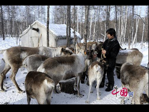 考騰寶正在給馴鹿喂喂鹽，這樣馴鹿才更聽話,。天高攝影