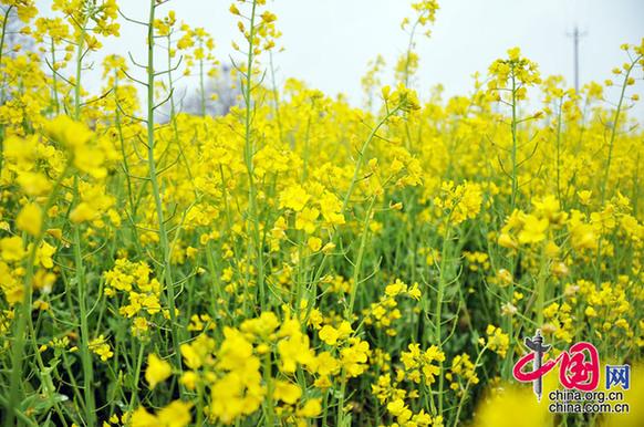油菜花在我國栽培較廣,，以長江流域和以南各地為最多。湖北省是油菜花產(chǎn)地之一,。李剛攝