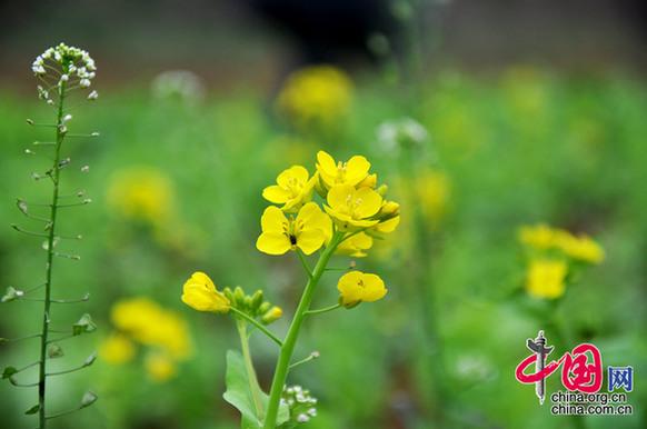 油菜花在我國栽培較廣，以長江流域和以南各地為最多,。湖北省是油菜花產(chǎn)地之一,。李剛攝
