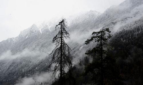 資料圖片：海拔4500米左右的林芝地區(qū)色吉拉山雪松風光（2010年3月6日攝）,。 新華社記者 普布扎西 攝