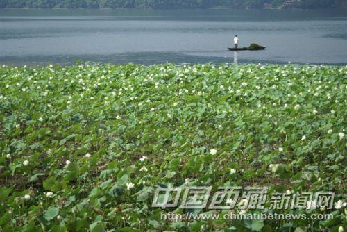 博卡拉費瓦湖 彭月圓 攝