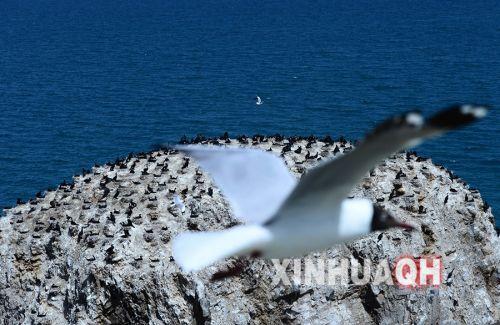 一只棕頭鷗在青海湖鸕鶿島前飛過,。新華社　張宏祥　攝
