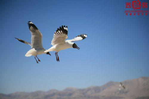 班公錯(cuò)上的水鳥(niǎo)（圖片來(lái)源于網(wǎng)絡(luò)）