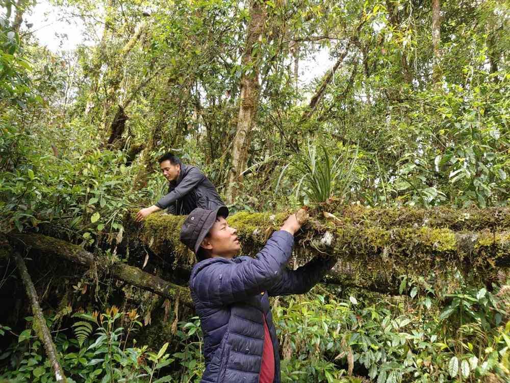 蘭花歸野,。圖片由山水自然保護(hù)中心提供
