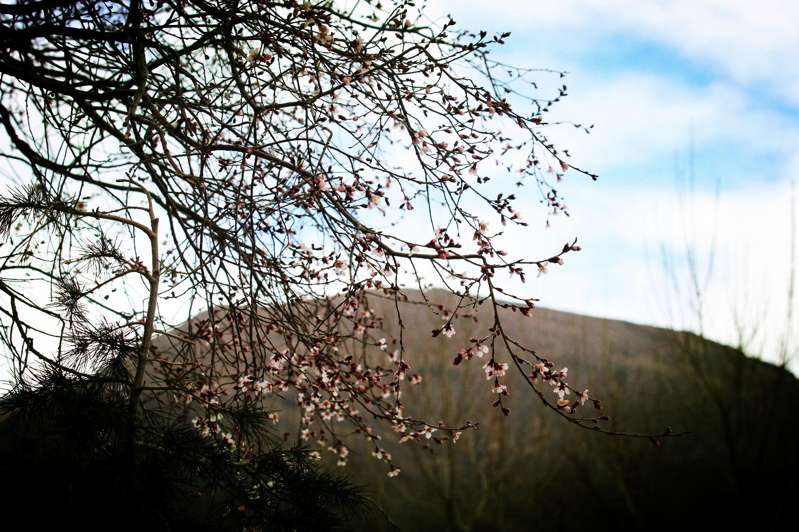 圖為：瓊結(jié)木若山腳下的野桃花,、.JPG